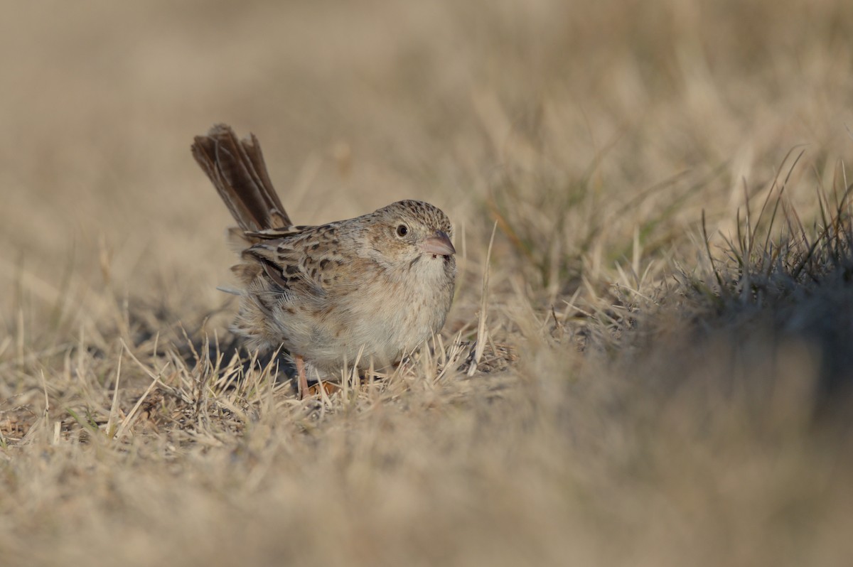 Cassin's Sparrow - ML646864049