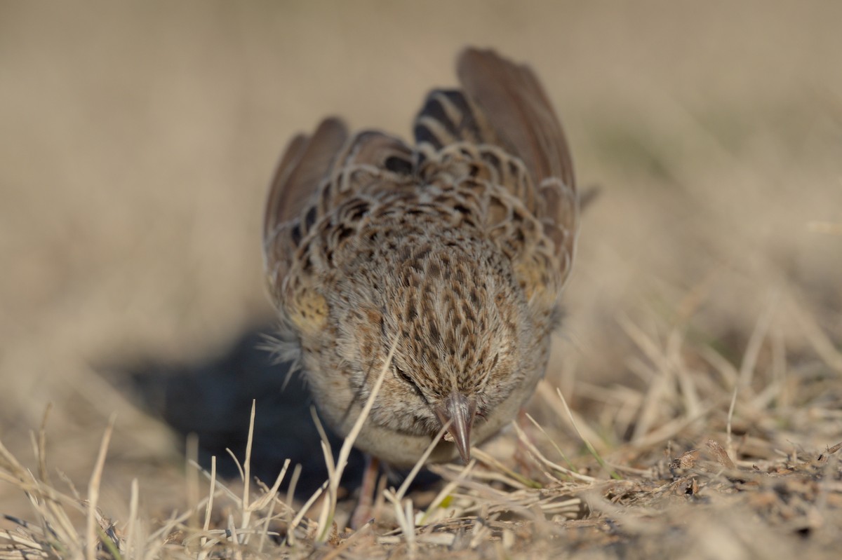 Cassin's Sparrow - ML646864050