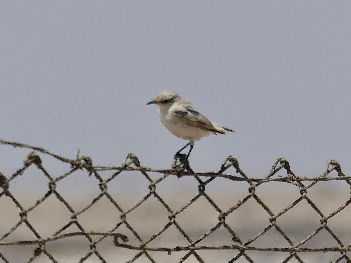 Tractrac Chat - ML646864051