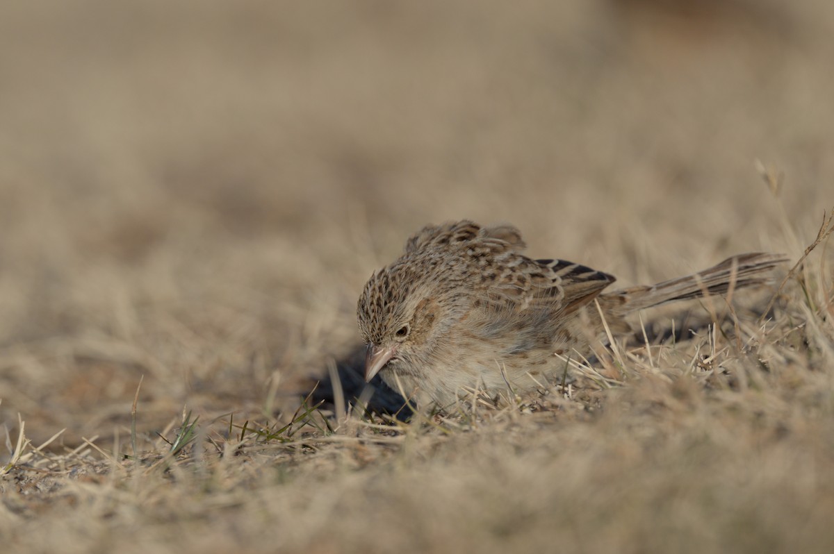 Cassin's Sparrow - ML646864052