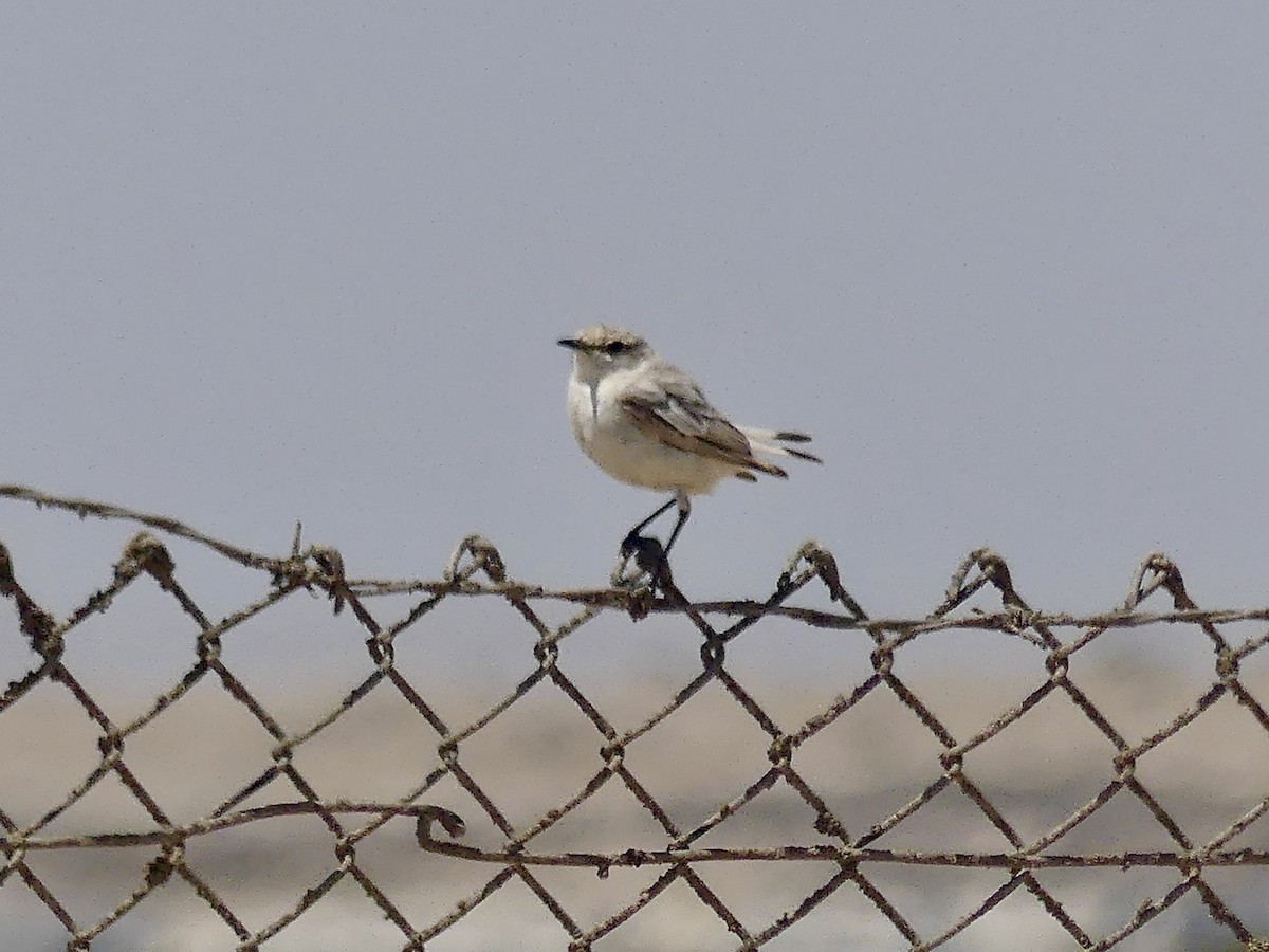 Tractrac Chat - ML646864053