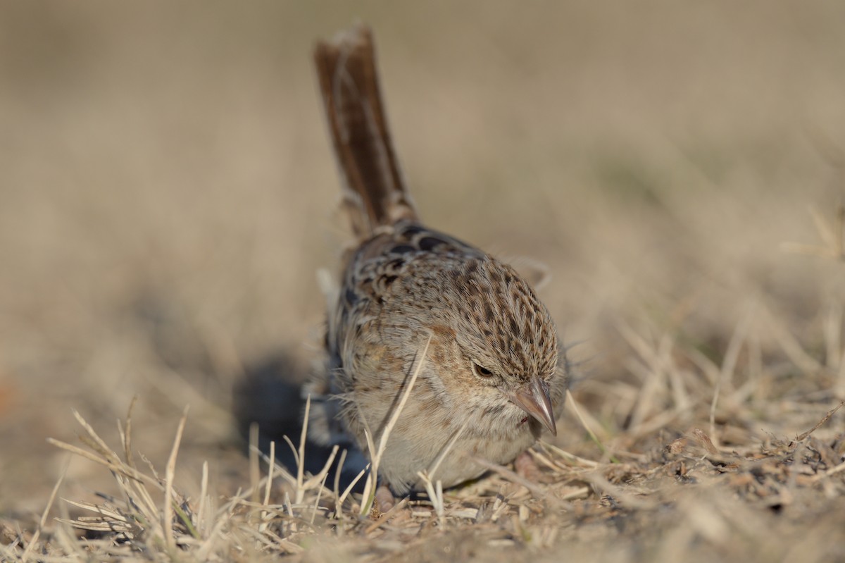 Cassin's Sparrow - ML646864054