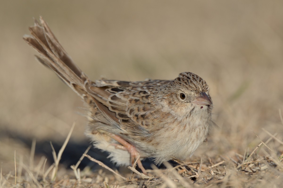 Cassin's Sparrow - ML646864055