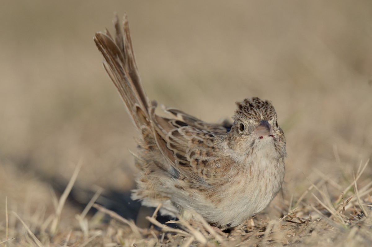 Cassin's Sparrow - ML646864056