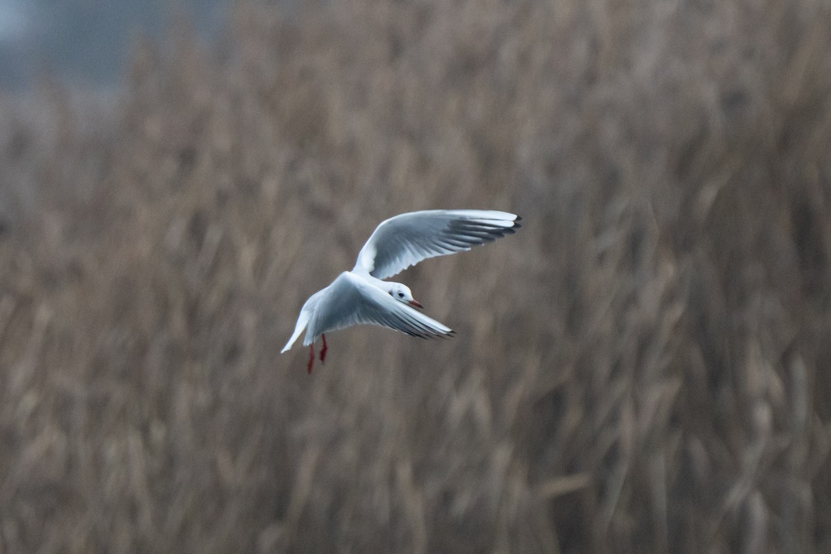 Black-headed Gull - ML646864057