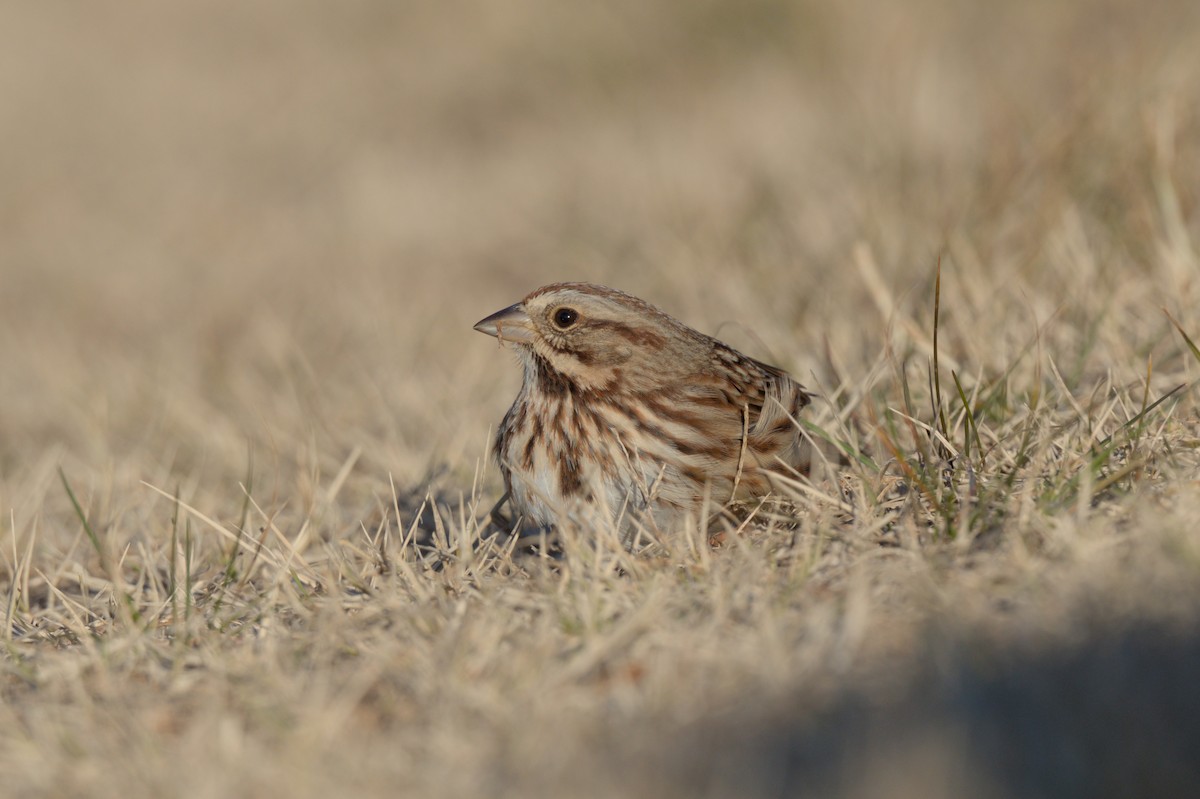 Song Sparrow - ML646864058