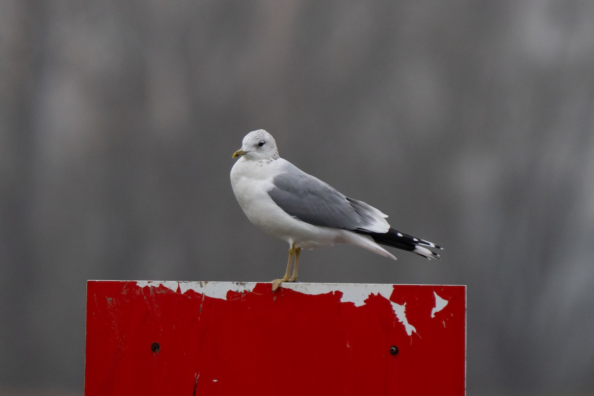 Goéland cendré - ML646864059
