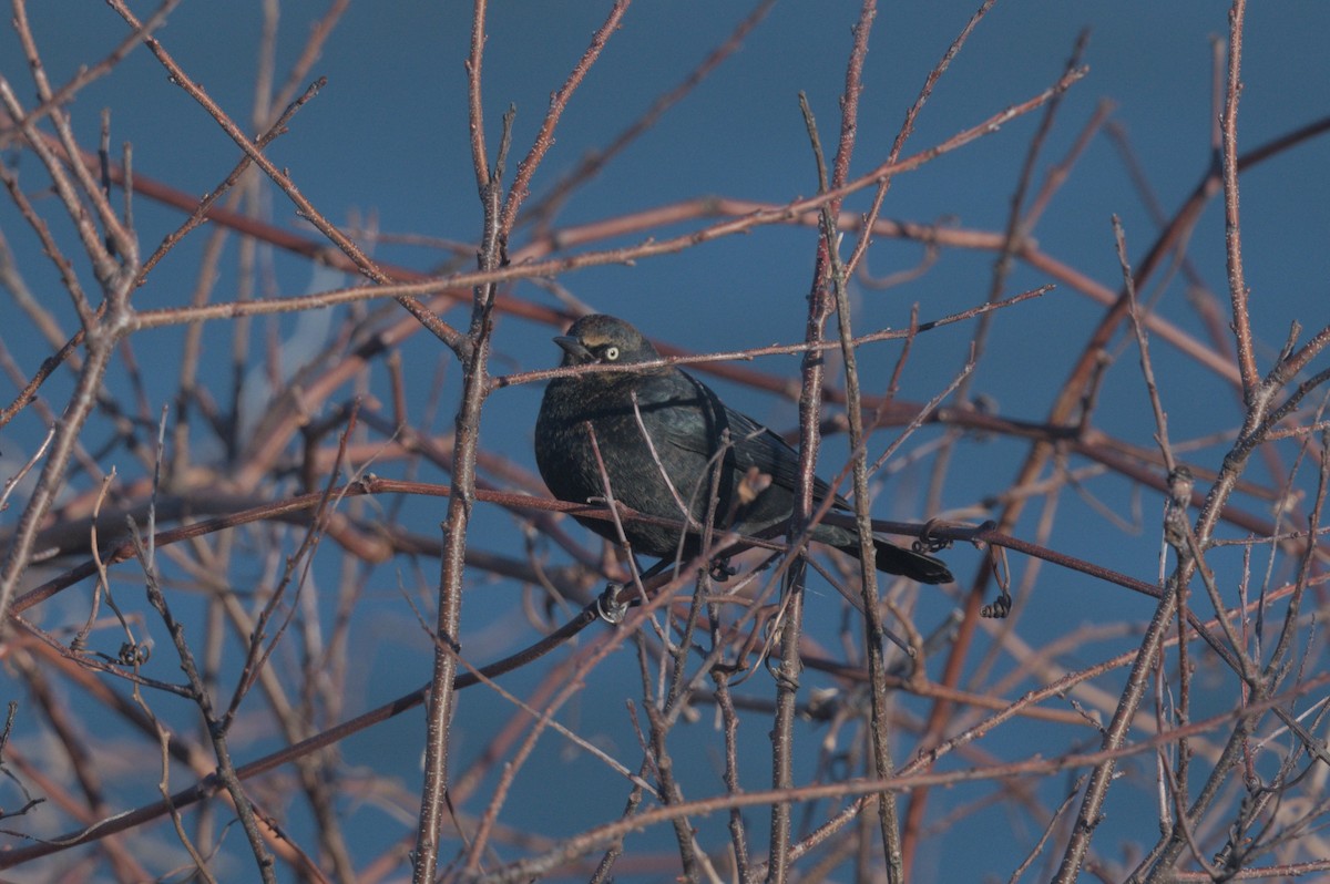 Rusty Blackbird - ML646864060