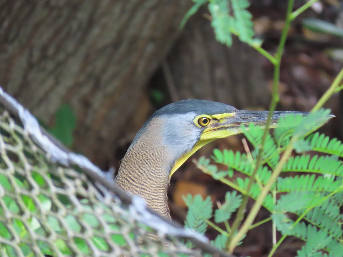 Bare-throated Tiger-Heron - ML646864061