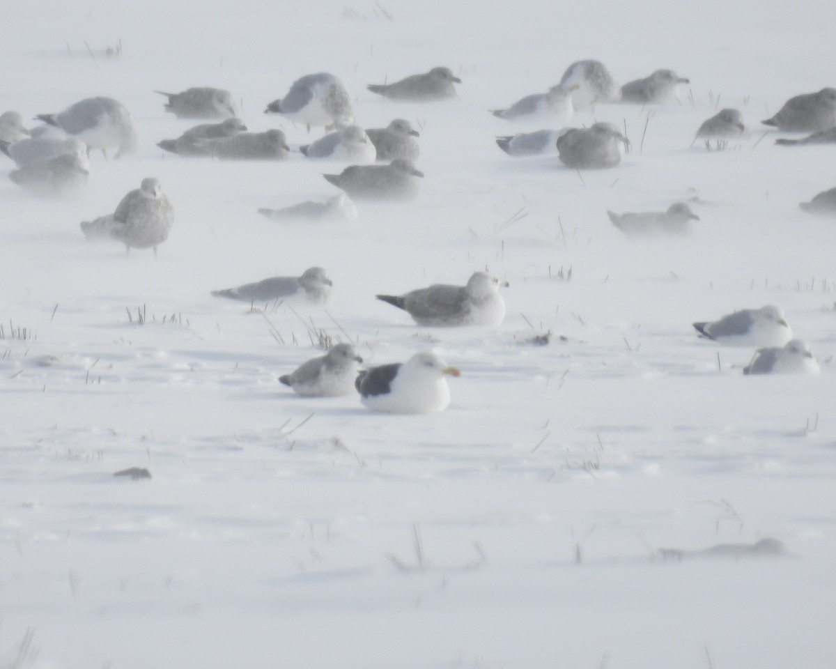 Great Black-backed Gull - ML646864062