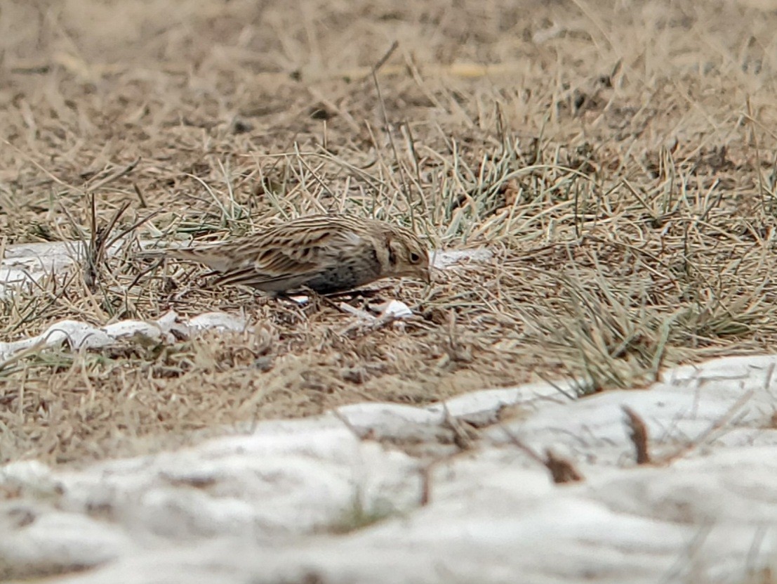 Gelbkehl-Spornammer - ML646864064