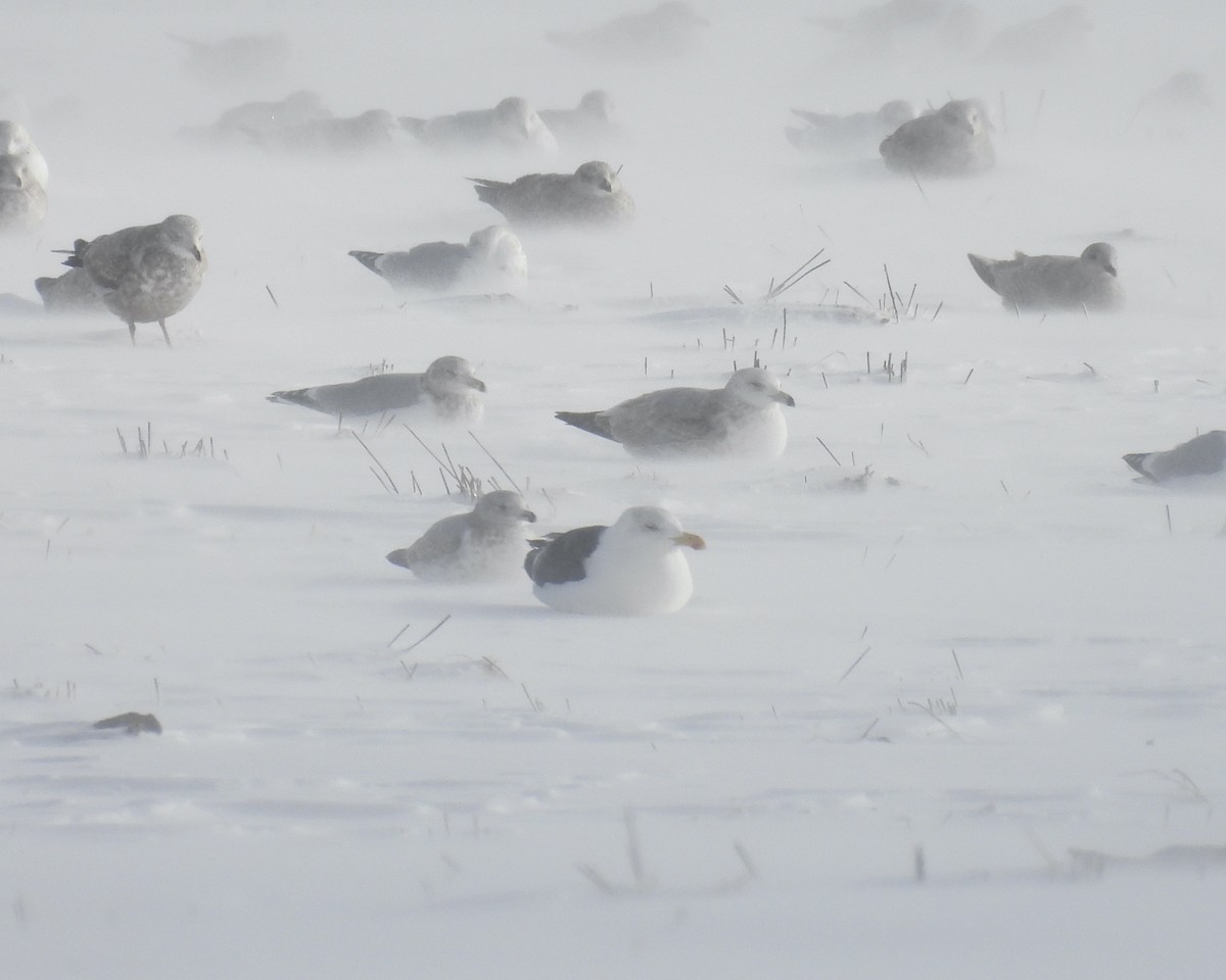 Great Black-backed Gull - ML646864065