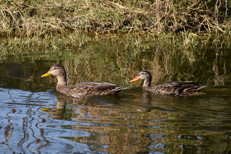 Canard du Mexique - ML646864070