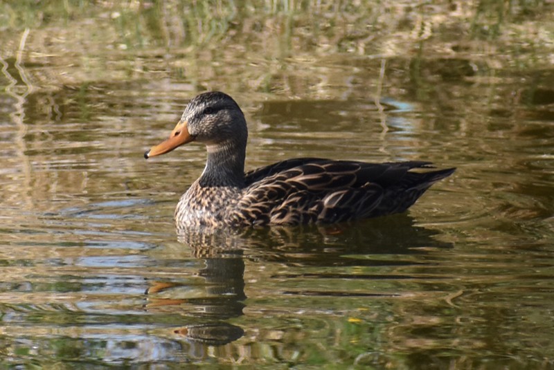 Canard du Mexique - ML646864071