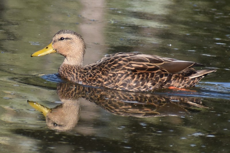 Canard du Mexique - ML646864072