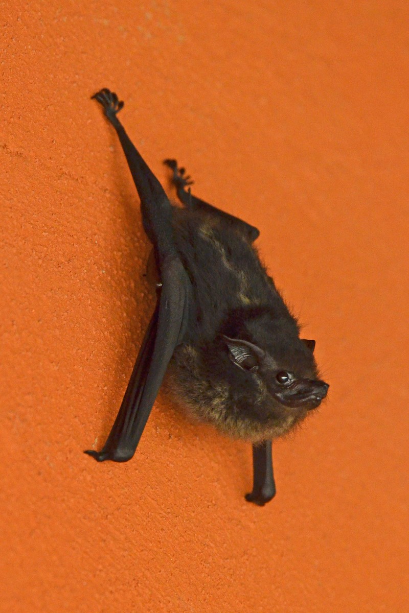 Greater Sac-winged Bat - ML646864073