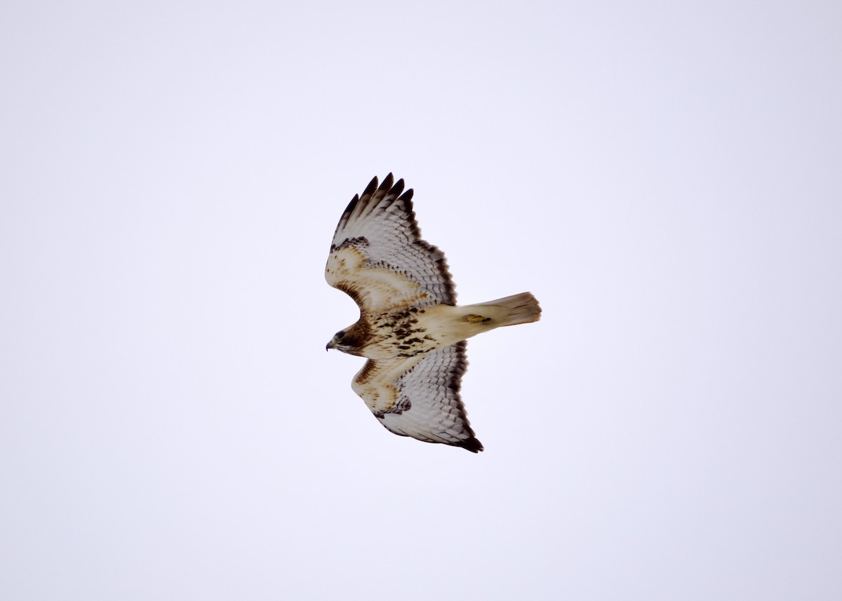 Red-tailed Hawk (abieticola) - ML646864074