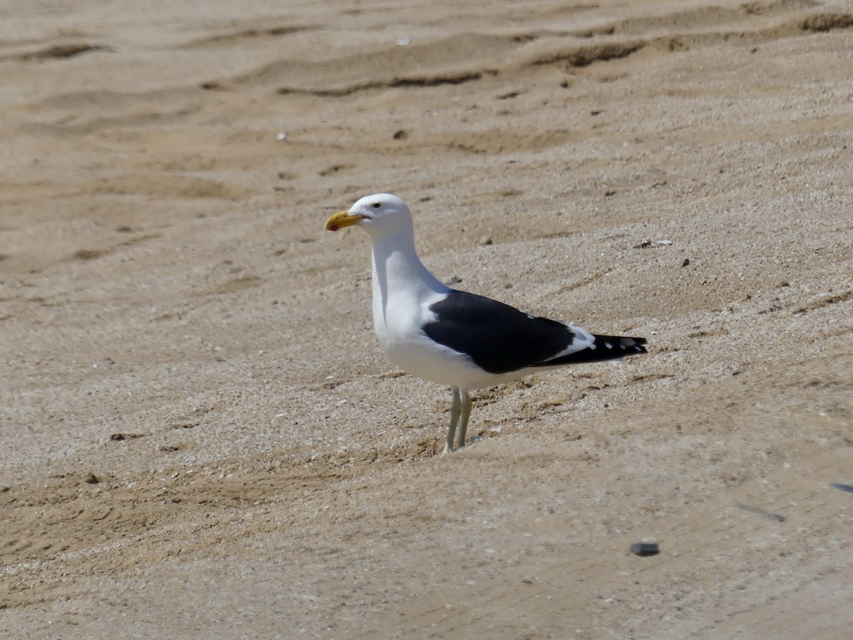 Kelp Gull (vetula) - ML646864075