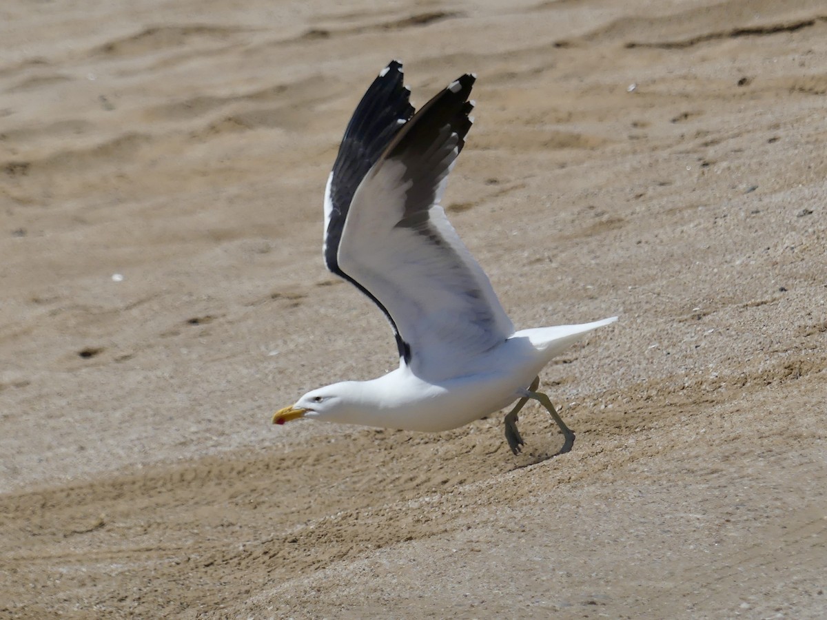 Kelp Gull (vetula) - ML646864076
