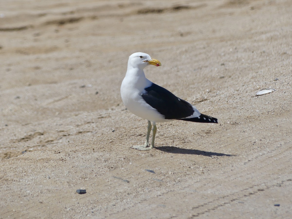 Kelp Gull (vetula) - ML646864077