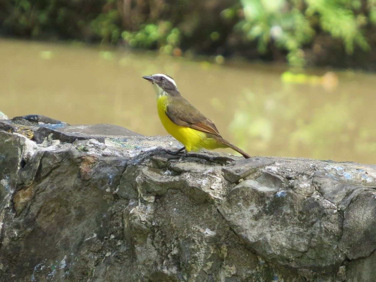 Bienteveo Alicastaño - ML646864078