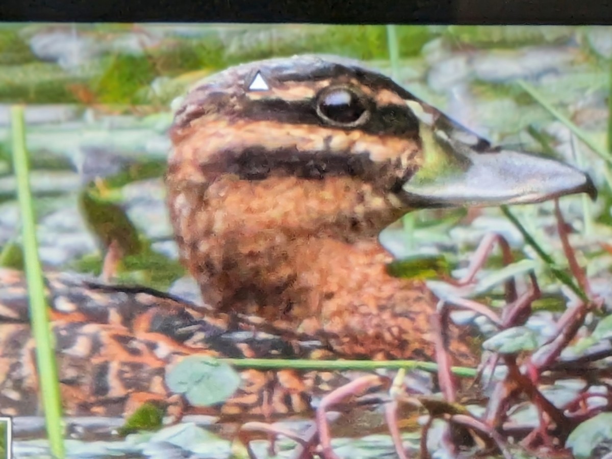 Masked Duck - ML646864079