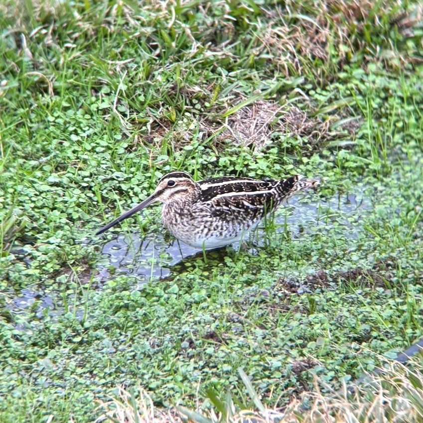 Bécassine de Wilson - ML646864080
