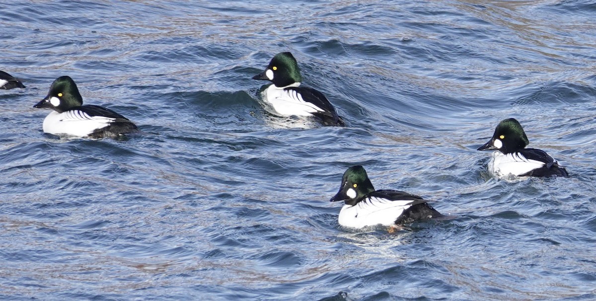 Garrot à oeil d'or - ML646864081