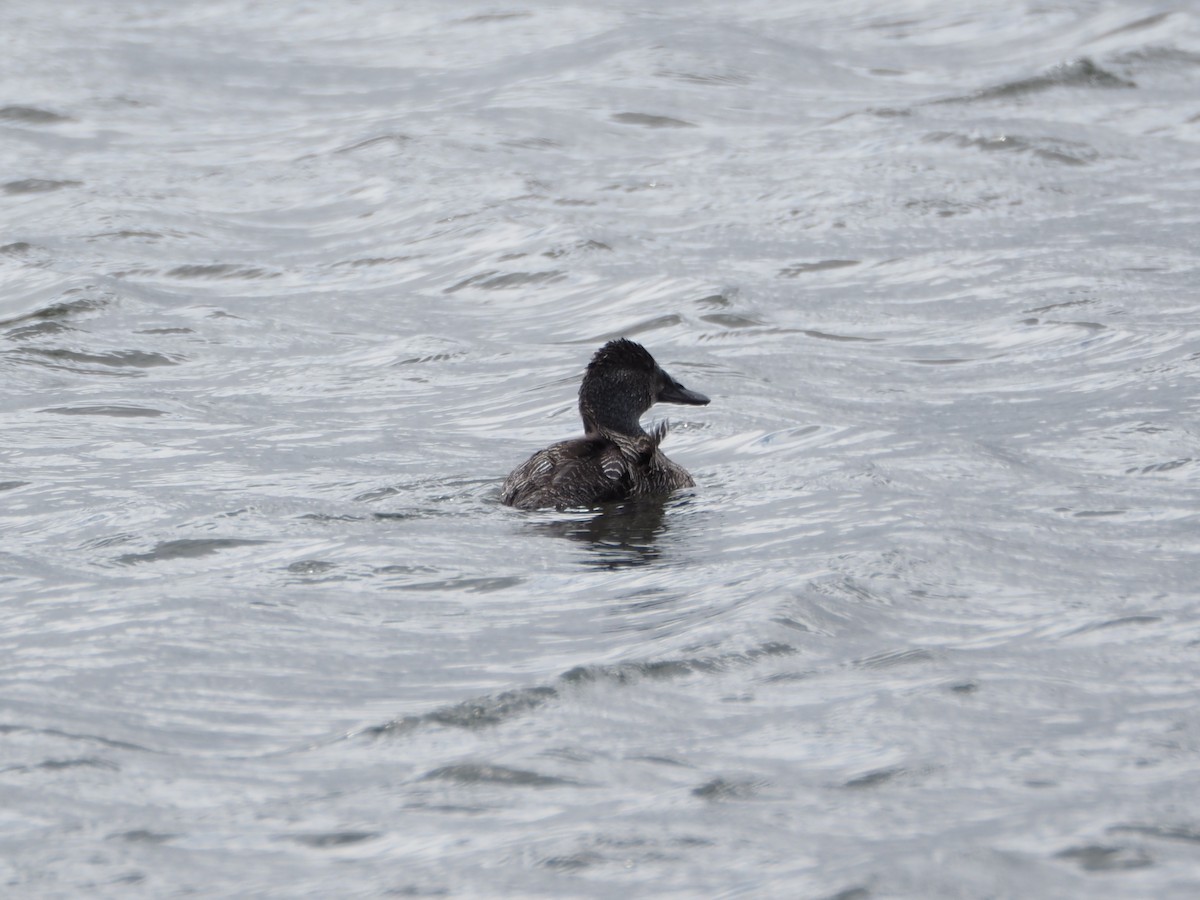 Érismature australe - ML646864082