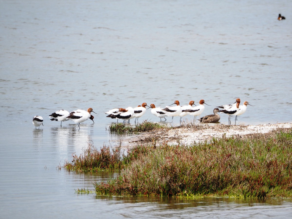 Avocette d'Australie - ML646864083