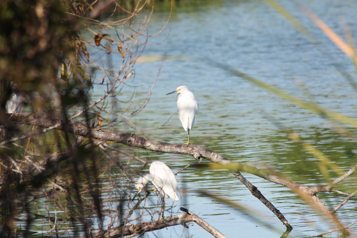 Aigrette neigeuse - ML646864084