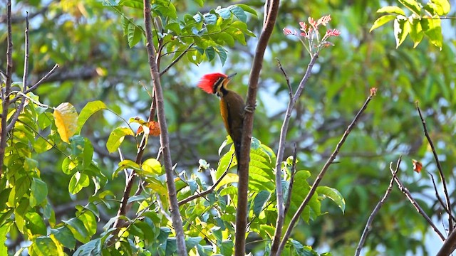 Оливковоспинный дятел-султан - ML646864085