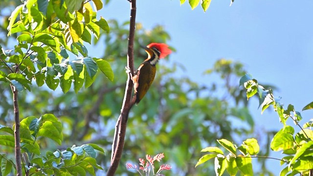 Оливковоспинный дятел-султан - ML646864086