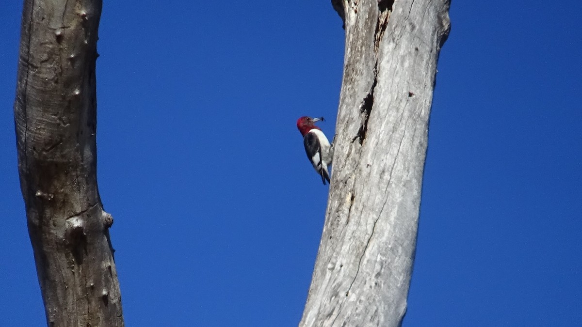 Pic à tête rouge - ML646864087