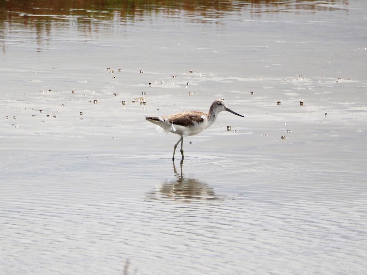 Chevalier aboyeur - ML646864088