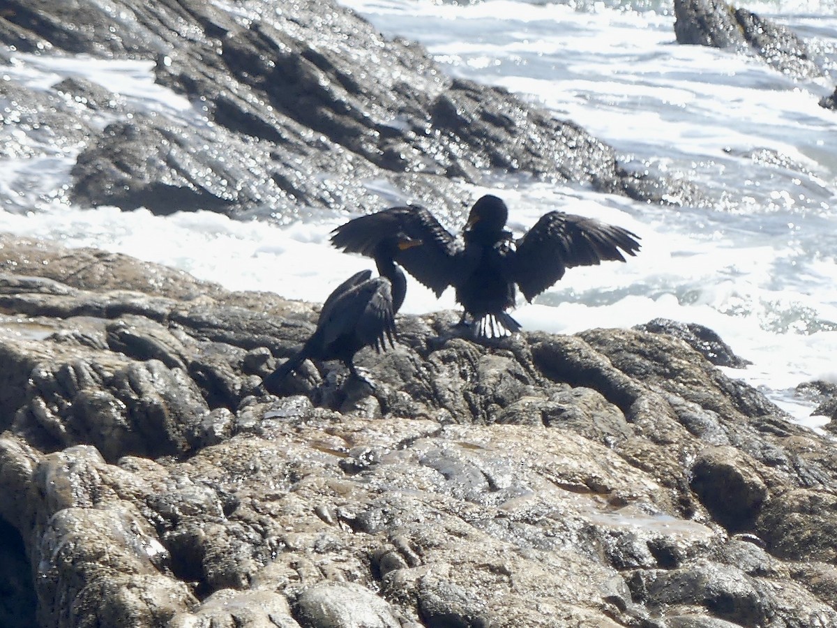 Cormoran couronné - ML646864089