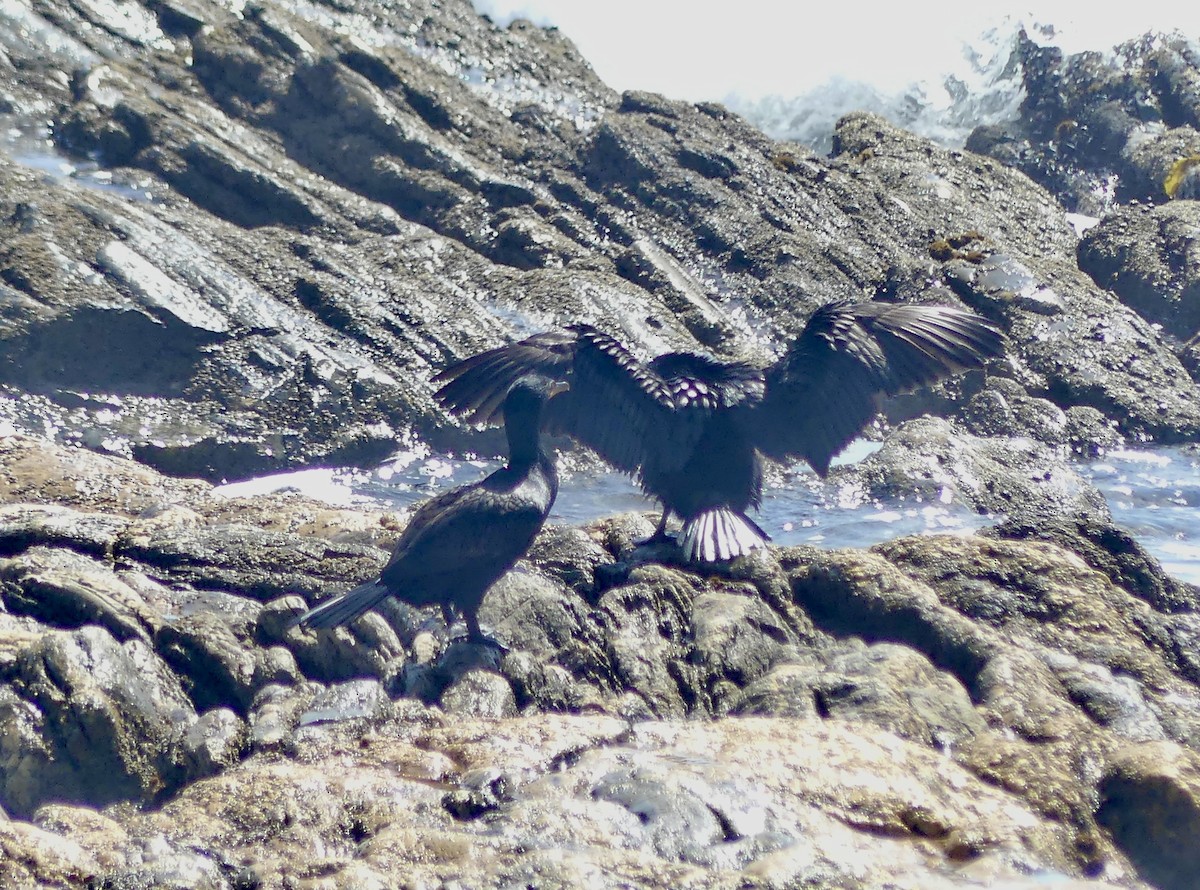 Cormoran couronné - ML646864090