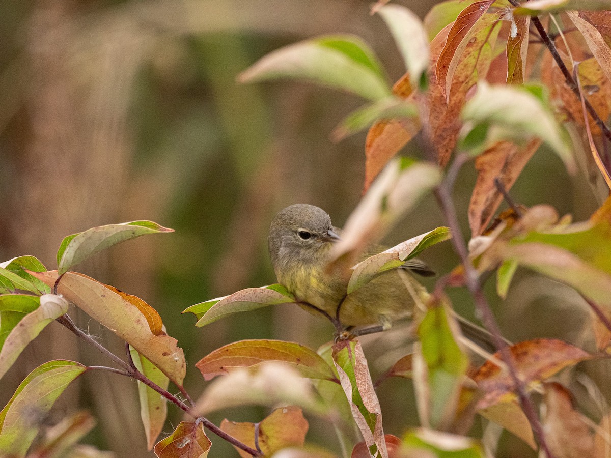 Paruline verdâtre - ML646864091
