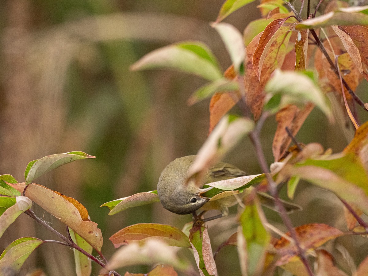 Paruline verdâtre - ML646864092