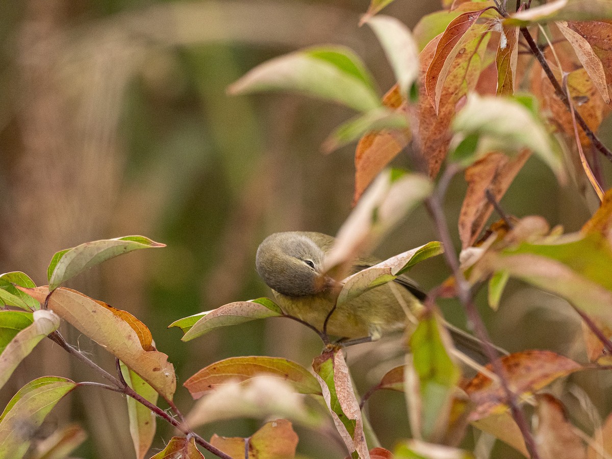 Paruline verdâtre - ML646864093