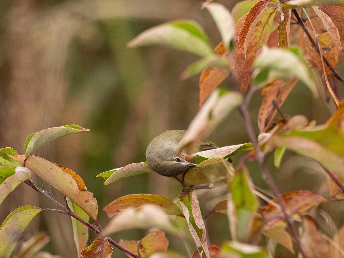 Paruline verdâtre - ML646864094