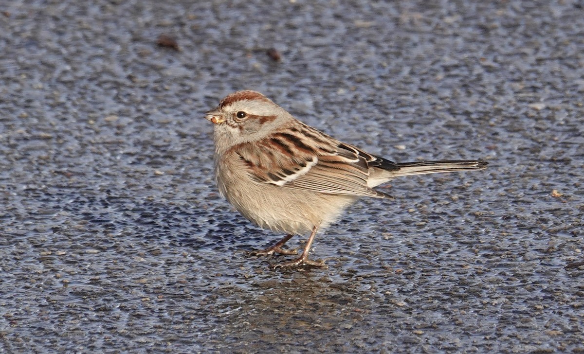 Bruant hudsonien - ML646864095