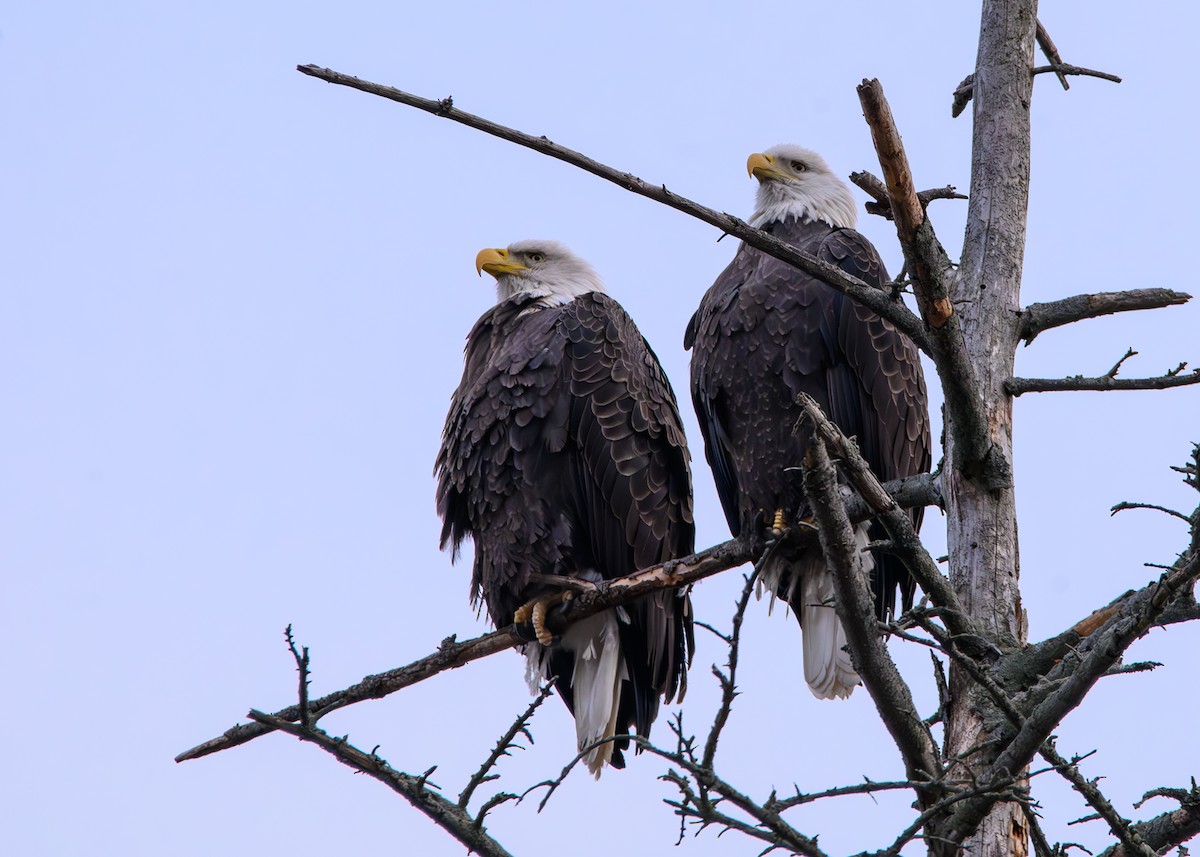 Pygargue à tête blanche - ML646864097