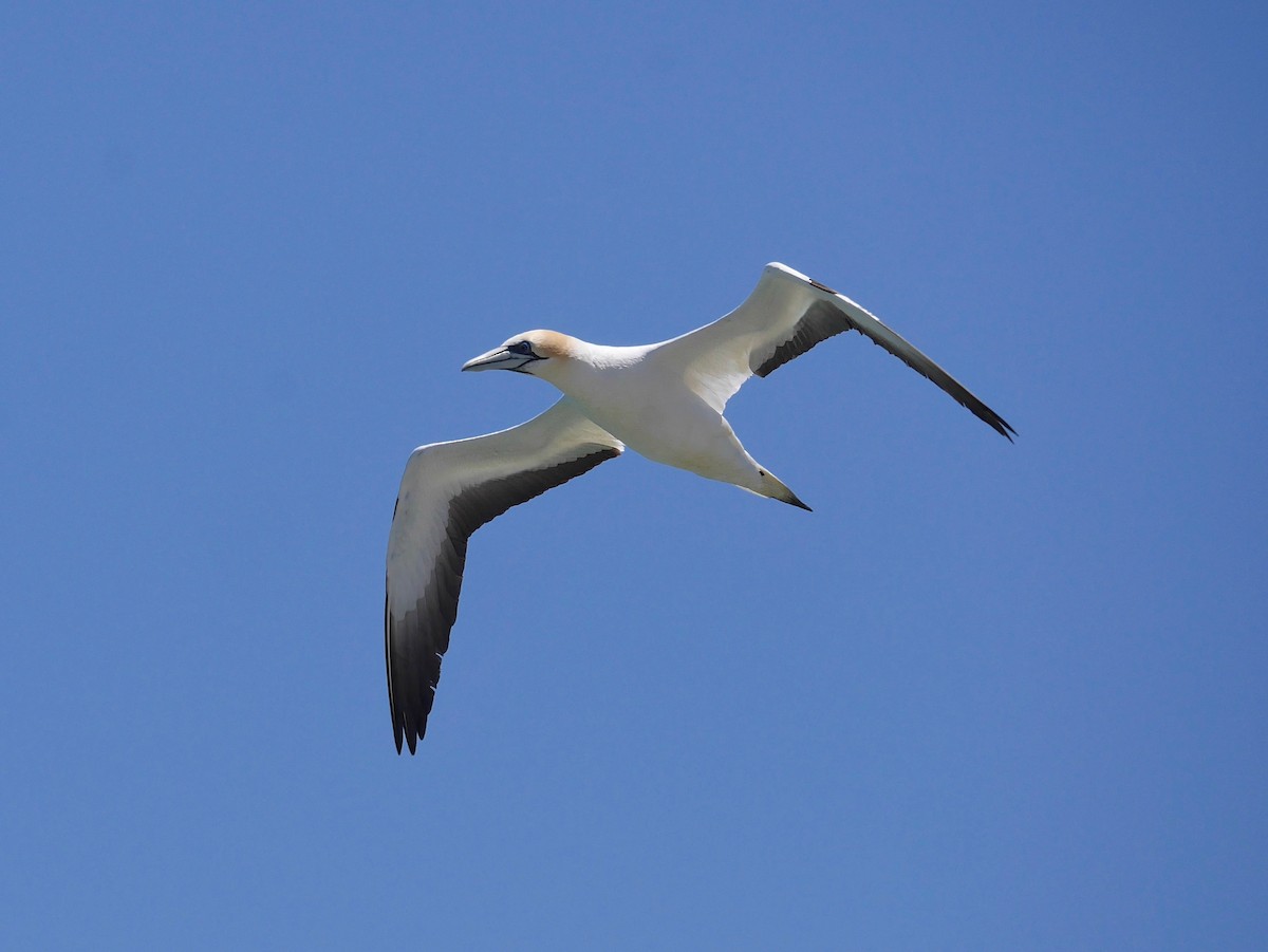 Fou austral - ML646864098