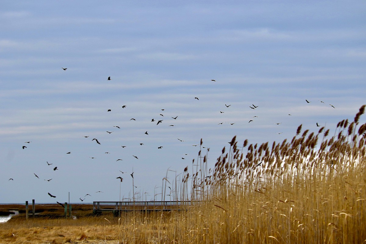 Corneille de rivage - ML646864099