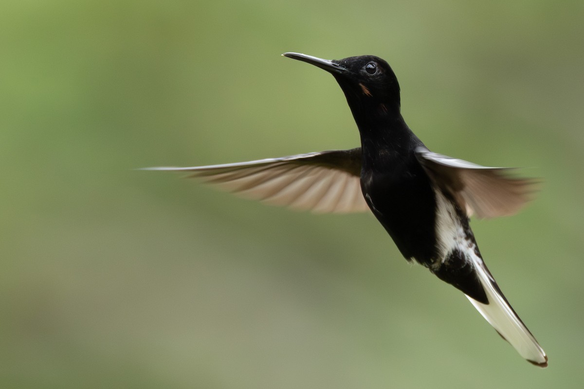 Colibri demi-deuil - ML646864101