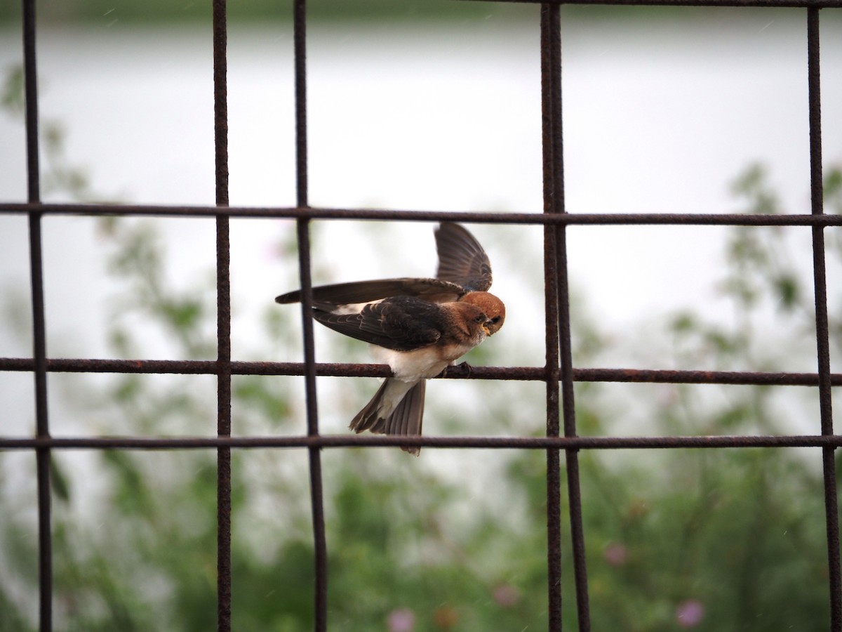 Hirondelle ariel - ML646864103