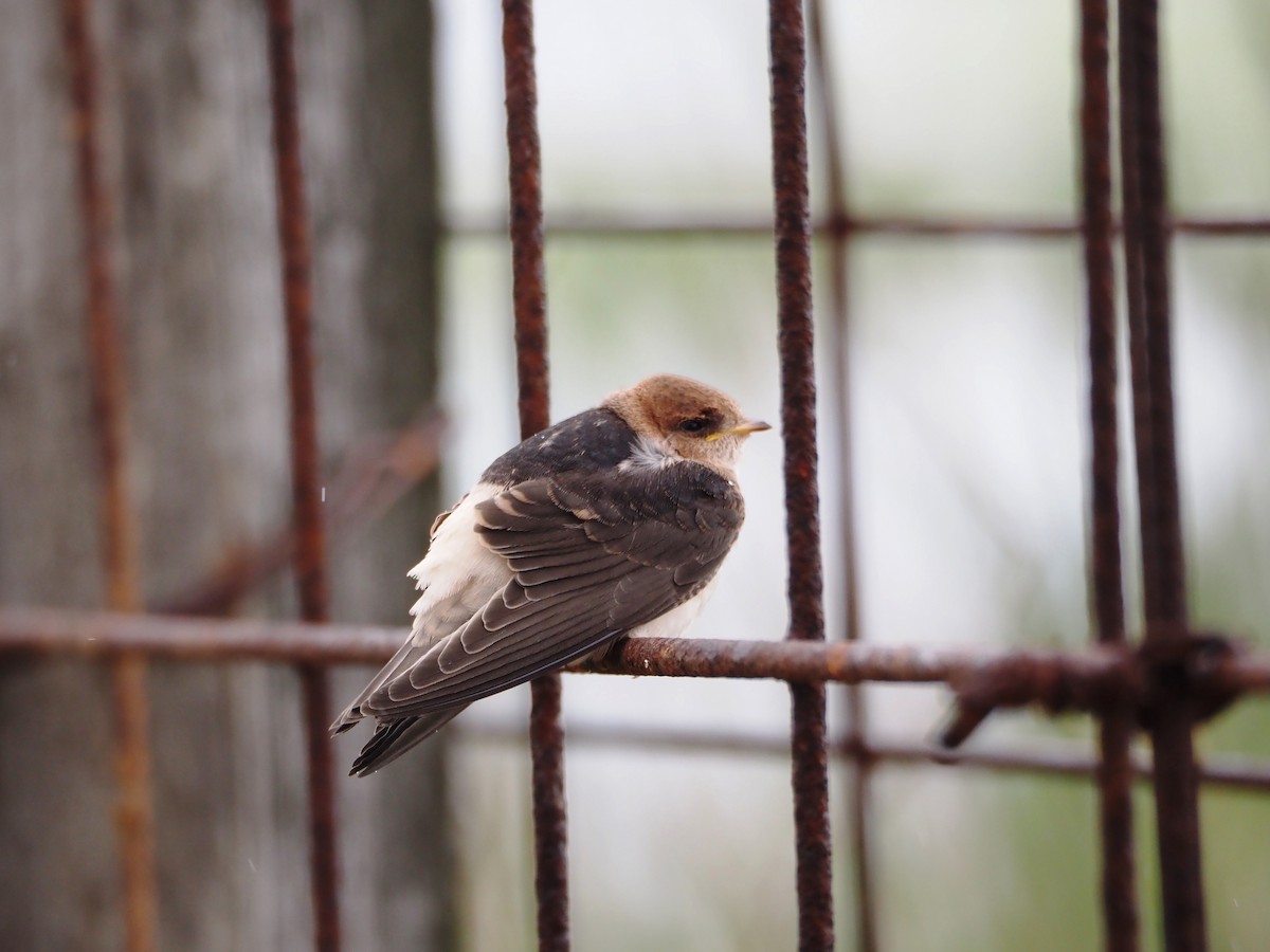 Hirondelle ariel - ML646864104