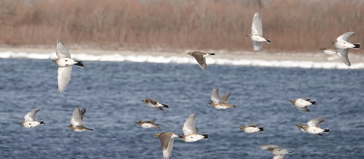 Alouette hausse-col - ML646864105