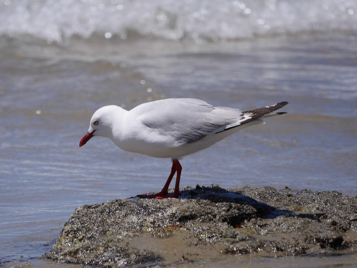 Mouette argentée (scopulinus) - ML646864107